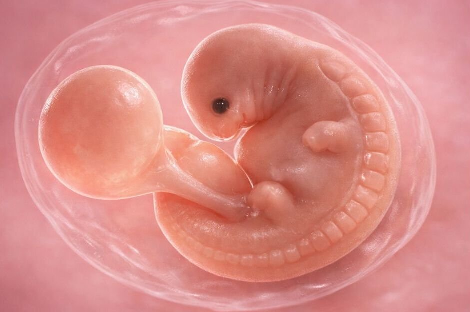 5 weeks pregnancy 5 week ultrasound 5 weeks embryo ultrasound embryonic stage prenatal vitamins baby heartbeat miscarriage signs