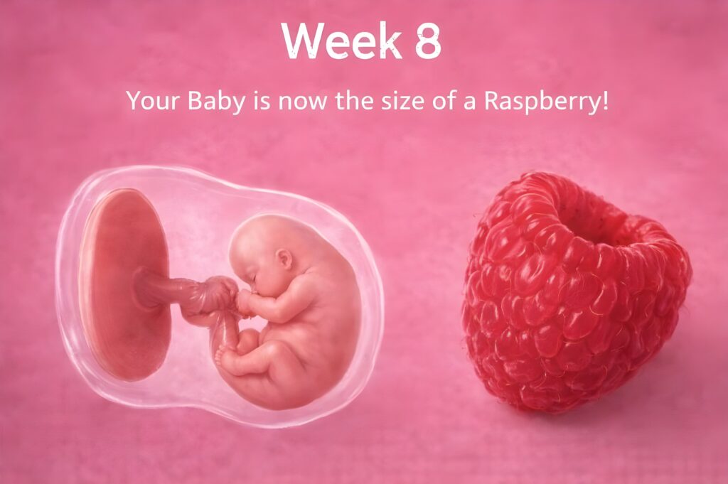 8 weeks Pregnancy Baby at 8 Weeks 8-week ultrasound Belly at 8 Weeks Pregnancy embryo Belly at 8 Weeks Pregnancy