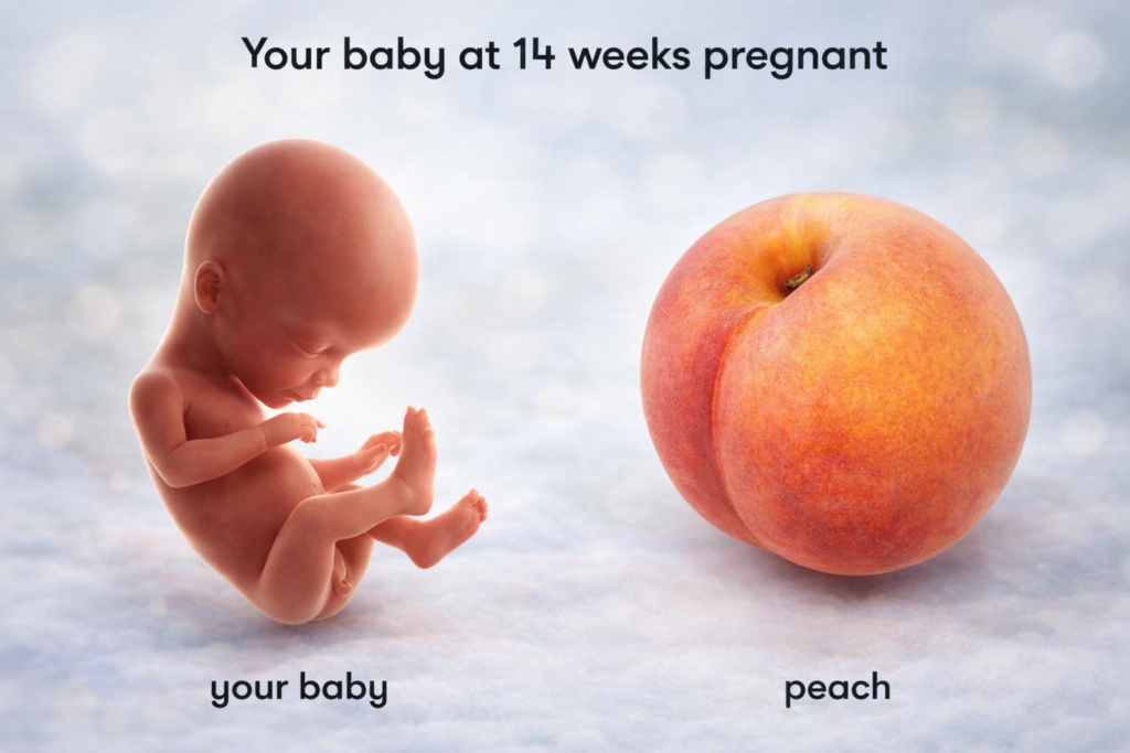 14 Weeks Pregnanc 14 week ultrasound 15 Weeks Pregnancy Symptoms Pregnant Belly Tips for 15 Weeks Pregnancy feel baby at 15 Weeks Pregnancy